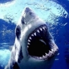 Avatar do Clube Poker Sharks