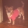 Avatar de pimenta1